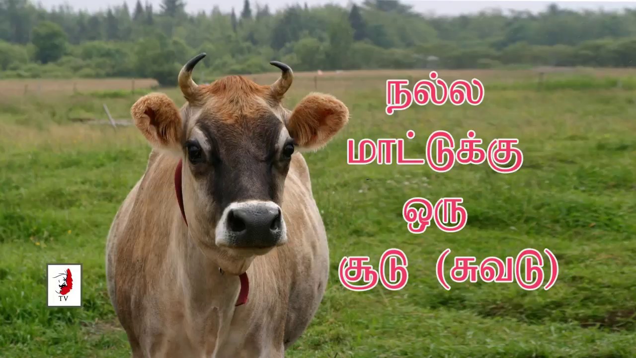 Image result for நல்ல மாட்டுக்கு ஒரு சூடு