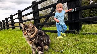 Adorable Baby Boy Walks His Cat For The First Time! (Cutest Ever!!) by Life with Malamutes 220,482 views 2 days ago 4 minutes, 14 seconds