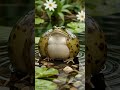 This frog just inflated 🤯 #aiglitch #animalglitch #frogglitch #weirdvideos #wtfcontent #Shorts