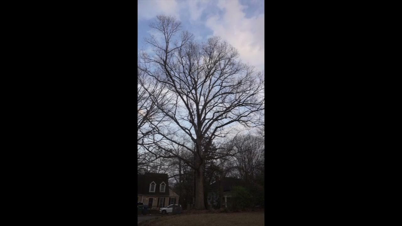 Tree That Owns Itself Athens YouTube