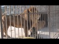 Лев рычит (Симферопольский зоопарк)
