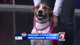 Adopt-A-Pet: November 30, 2014