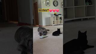 GUARD DOG AND GUARD KITTY!!!🐕🐈⬛🐕🐈⬛🐕🐈⬛🖤🖤🖤❤️❤️❤️