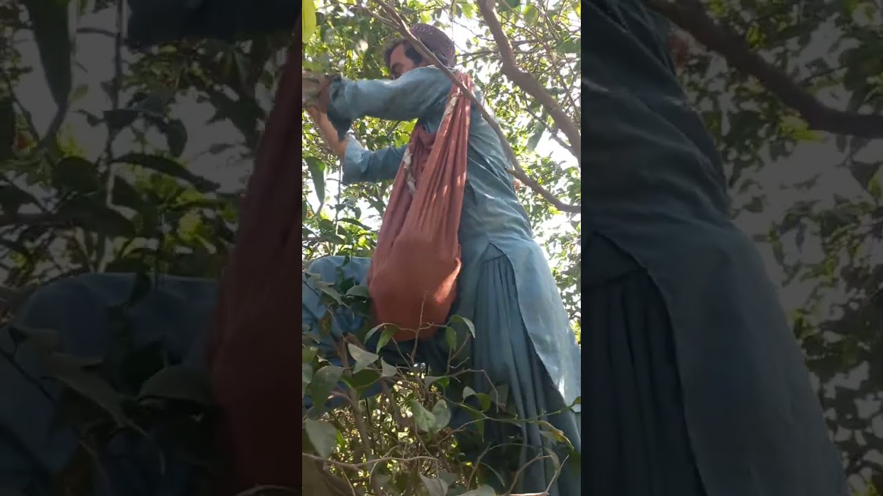 Mian orange furits farm today Harvesting fruit 