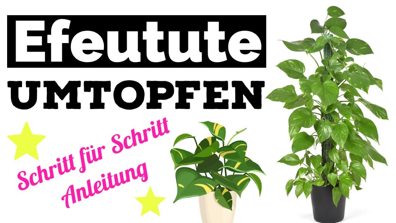 Efeutute umtopfen - Schritt für Schritt Anleitung