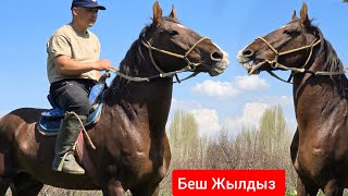 ТАЗА КАНДУУ КАРА БАЙЫР  по  кличка  БЕШ  ЖЫЛДЫЗ 