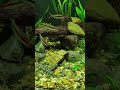 they like the snails #aquarium #fish #clearwater #plantedtank #fx6 #aquascape