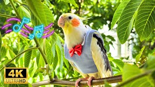 Best Training cockatiels to sing and be Happy |تدريب الكوكتيل على الغناء  #cockatiel #nature