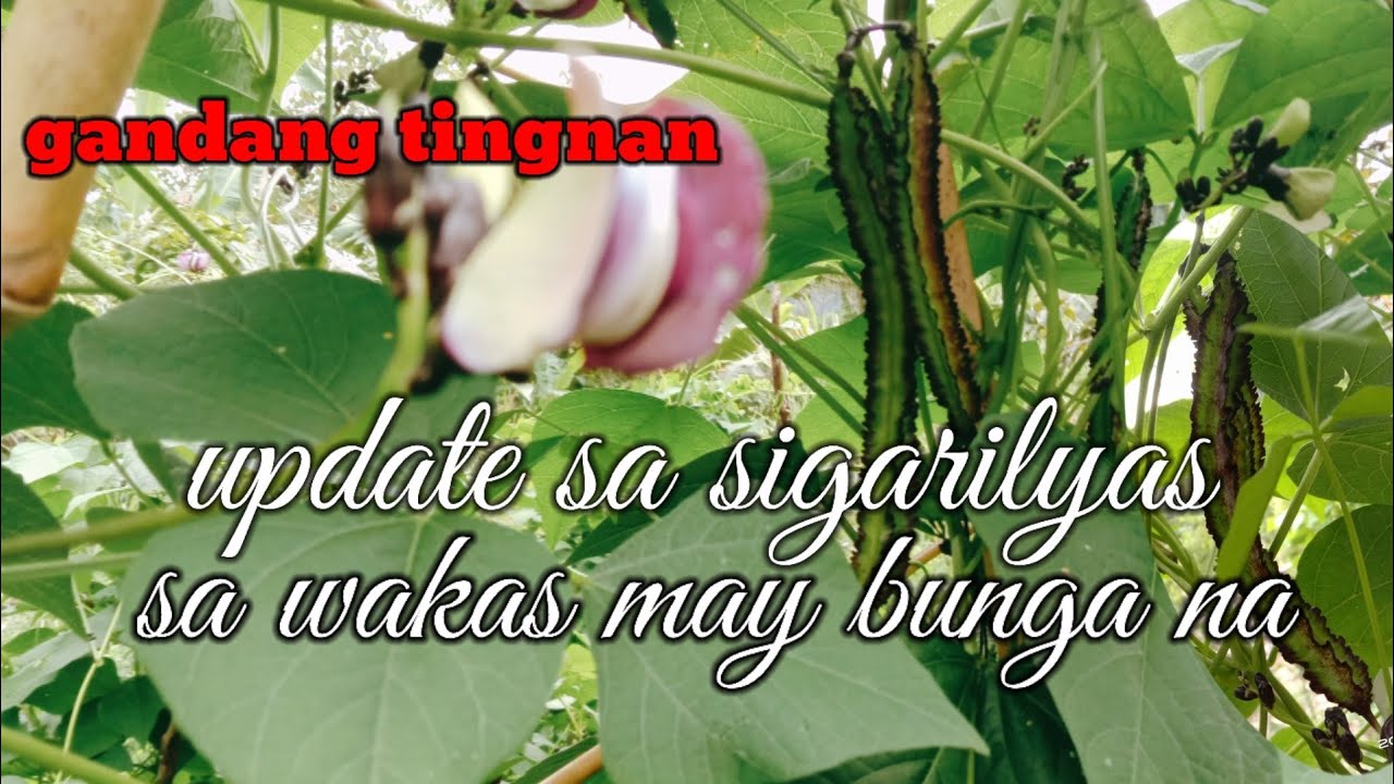 update ng sigarilyas nako may bunga na ang dami//panoorin hanggan dulo. #buhayprobinsya#Benstv20