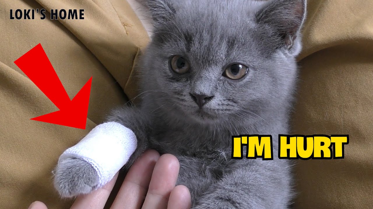 Naughty kitten should hurt her feet cat kitten animals pets cute 