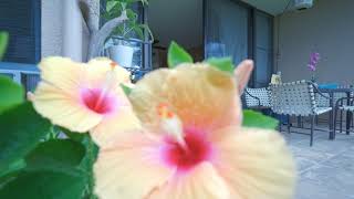 190 Hauoli st #117 Wailuku HI
