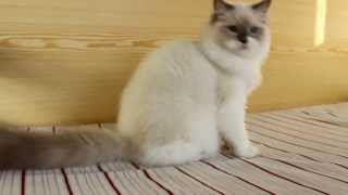 Fiffie Fiorente - 5 Months