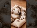 Sweet Cat Hugging Mother & Daughter While Sleeping 😻💖 Cute Cat Moments #cat #CuteCat#catviral