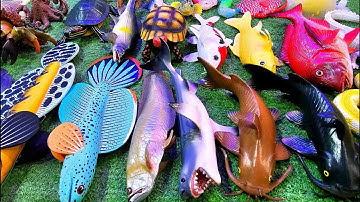 Cá cảnh đầy màu sắc, cá vàng, cá lóc, cá trân châu, cá da trơn, cá mô hình