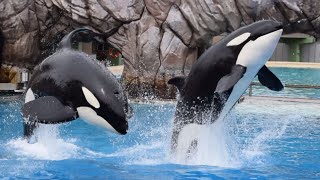 Orca Encounter (Full Show) at SeaWorld San Diego April 25, 2025 at 2:00 PM