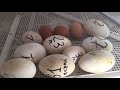 Совместная инкубация Куриных Утиных и Гусиных яиц. Результат моего эксперимента
