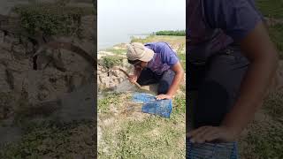 Amazing Rat hunter method #mousetrap #rathunter #villagelife
