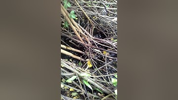 Kiểu câu cá lóc bằng vịt bá đạo nhất quả đất