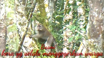 sadisss‼️tembak mati kera perusak kebun warga//berburu monyet