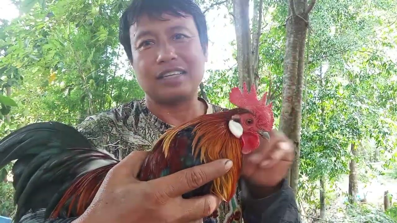 วิธีต่อไก่นอกอาณาเขตเราต้องฉลาดกว่าศึกษาแล้วต่อได้เลย