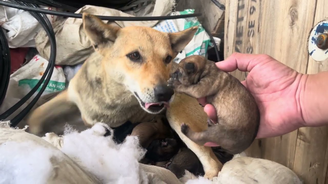 We Found a Mama Dog and Her 9 Newborn Puppies in a Junkyard