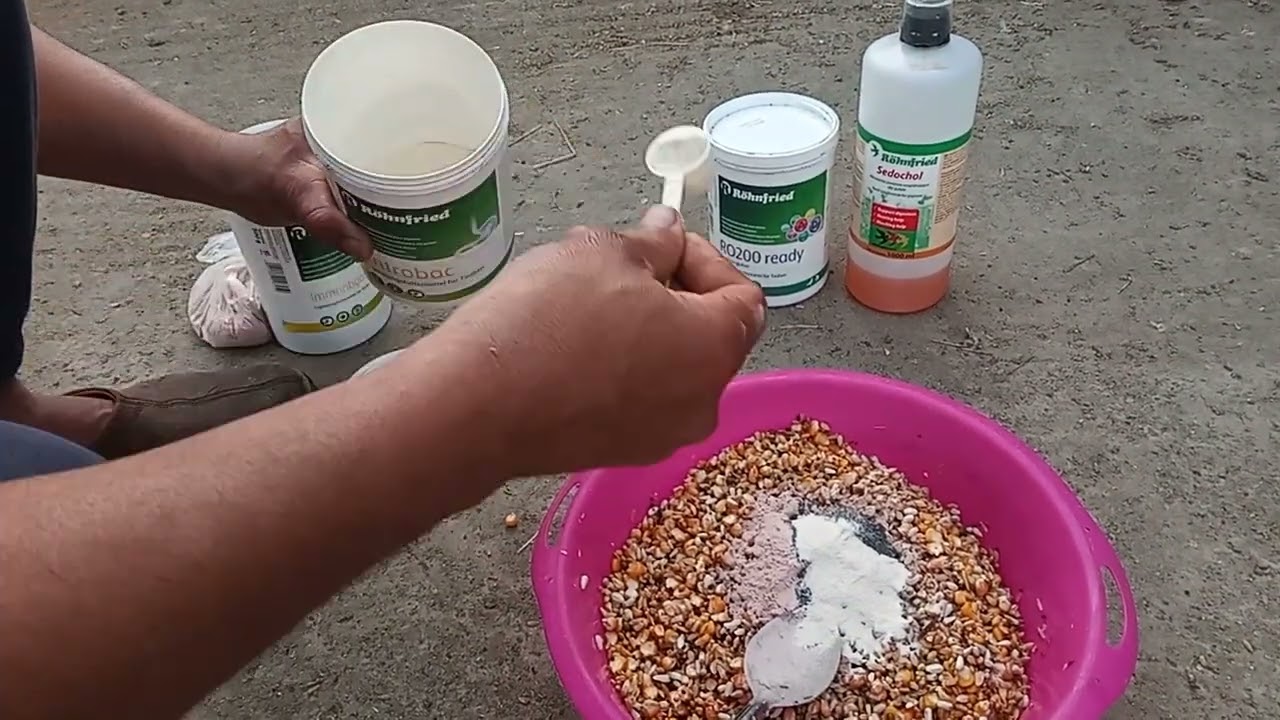 استرجاع لياقة الحمام بعد السباق + رفع المناعة