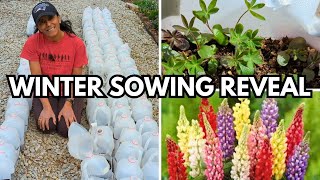 Winter Sowing Reveal Tour | SO MANY SEEDLINGS! || Budget Gardening