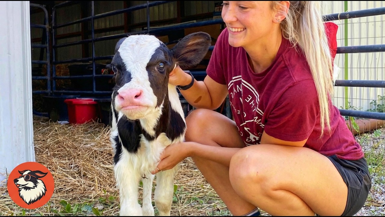 Woman Save Two Baby Cows at The Last Moment