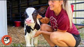 Woman Save Two Baby Cows At The Last Moment