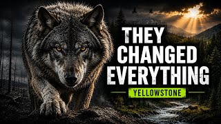 How 31 Wolves SAVED Yellowstone! Nobody Expected THIS!