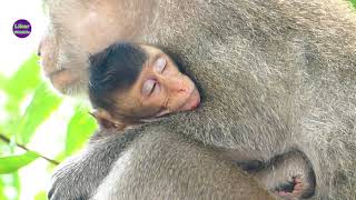 Really Pity Baby Peypey Full Down From The High Tree