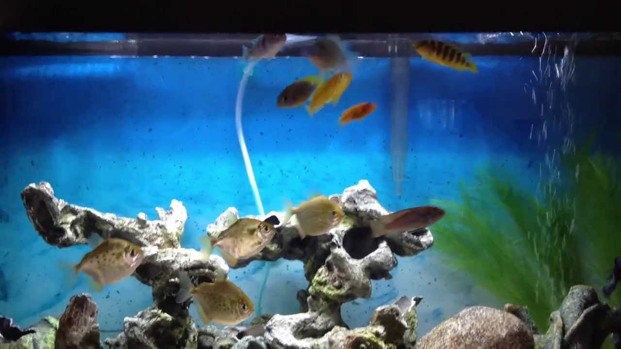 30 gallon long tank with african cichlids and silver dollars YouTube