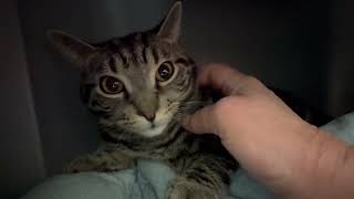 Bartholomew - gentle quite sweetheart
