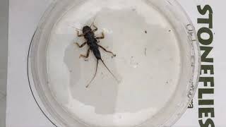 Stonefly in Motion