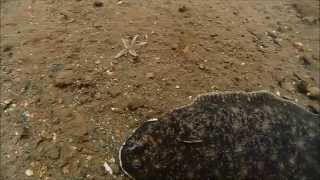 Solea vulgaris - Common sole - Tunge (norw.)