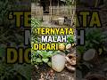 AIR KELAPA BASI TERNYATA MALAH DICARI PETANI 😳🥥