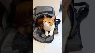キャリー好き猫にリュックをプレゼントした結果🐱#shorts #おしゃべり猫 #猫のいる暮らし