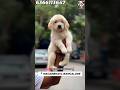 BENGALURU PUPPIES ❤️🇮🇳