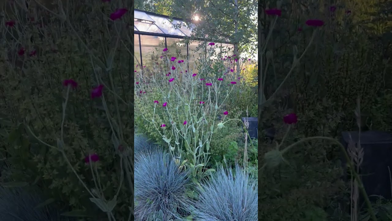 Firletka kwiecista na rabacie  