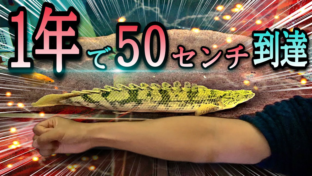 ポリプテルスの成長スピードが凄い