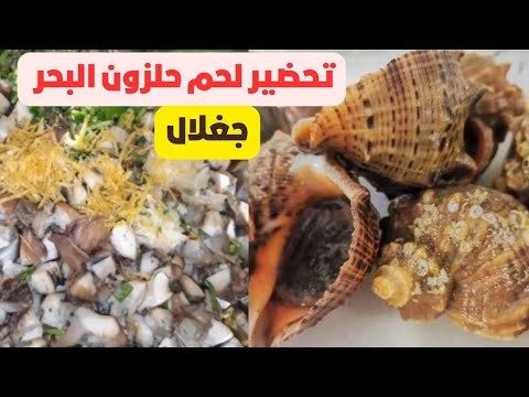 جميع أسرار طبخ حلزون البحر جغلال الجغل على الطريقة المغربية بالاعشاب مع طريقة التخزين
