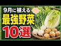 初心者でも簡単に収穫できる!9月に植える最強の秋冬野菜10選♪プランターでも育つ【家庭菜園】
