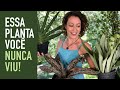 Uma ESPADA-DE-SÃO-JORGE diferente: tenha essa PLANTA DENTRO de CASA