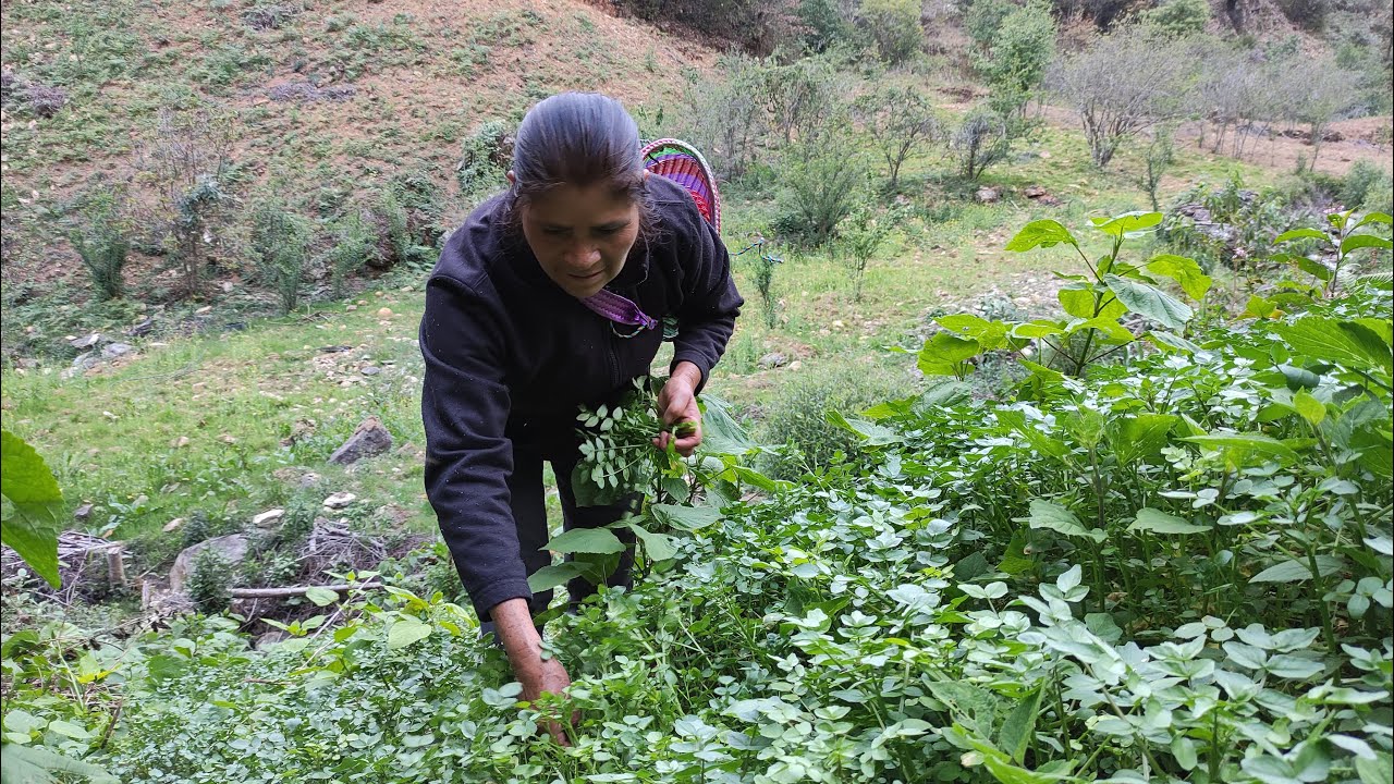 De mi cosecha a mi cocina, preparo unas ricas tortitas de berro en salsa verde | cocina de rancho