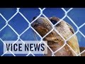 California’s Sea Lion Die-Off