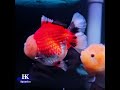 Fancy Goldfish, Kois y tropicales, envio a México y Guatemala. HK AQUATICS