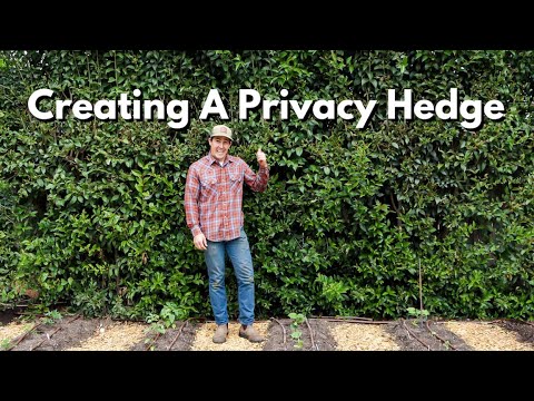 How To Start A Privacy Fence With Hedges