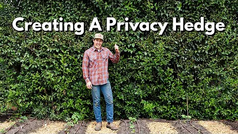 How To Create A Privacy Hedge - DayDayNews
