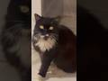 #shortvideo #catlife #cat #cats #catvideos #catshorts #entertainment #catlovers #kerala