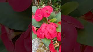 Red flowers 🌹🌹